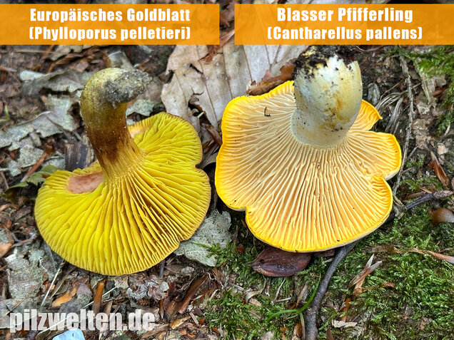 Europäisches Goldblatt, Phylloporus pelletieri