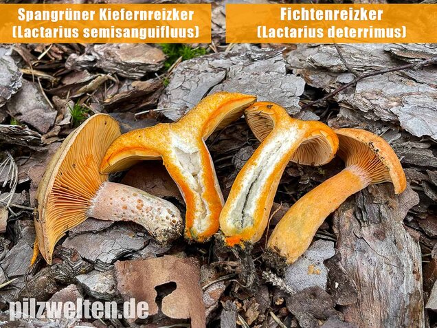Spangrüner Kiefernreizker, Lactarius semisanguifluus