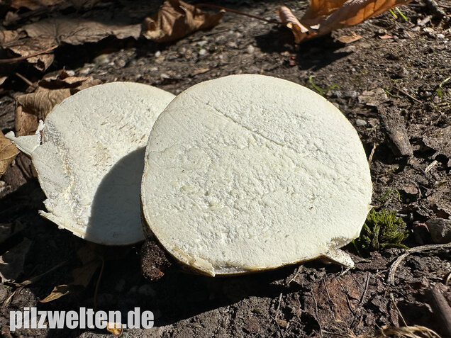 Riesenbovist, Calvatia gigantea