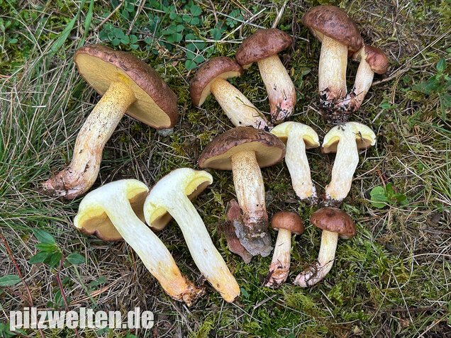 Ringloser Butterpilz, Suillus collinitus