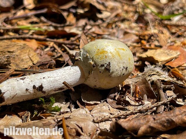 Schiefknolliger Anischampignon, Agaricus essettei