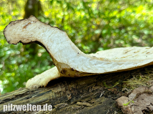 Schuppiger Porling, Cerioporus squamosus