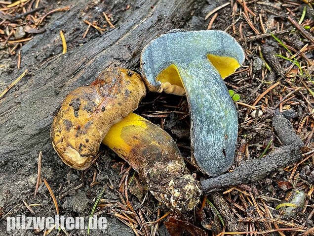 Schwarzblauender Röhrling, Cyanoboletus pulverulentus