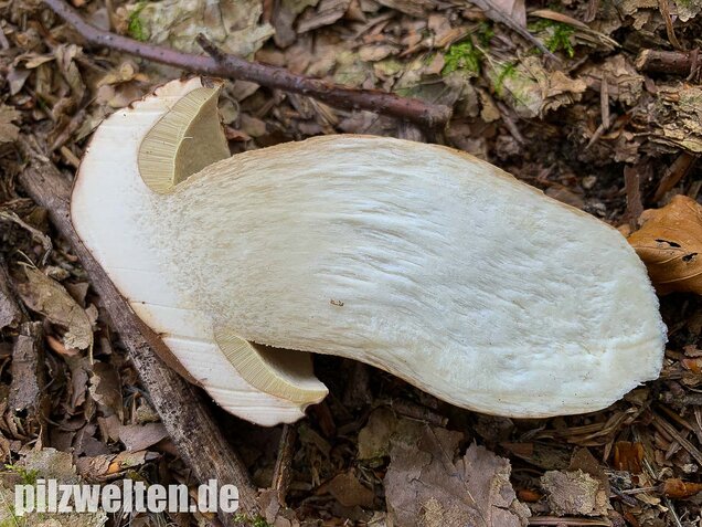 Sommersteinpilz, Boletus aestivalis