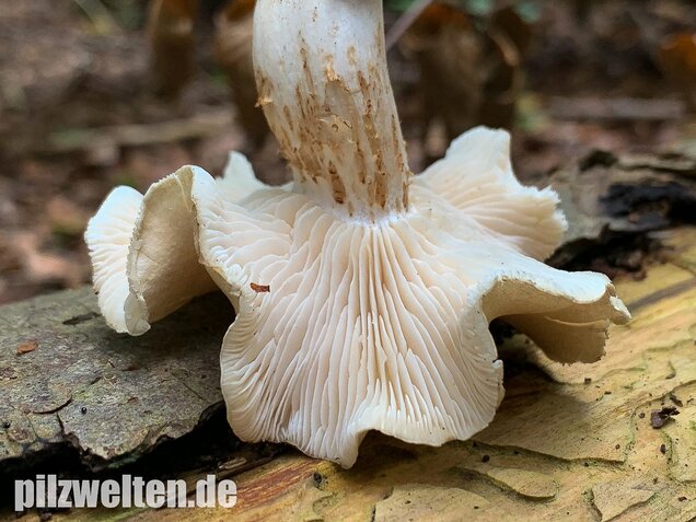 Unverschämter Ritterling, Tricholoma lascivum