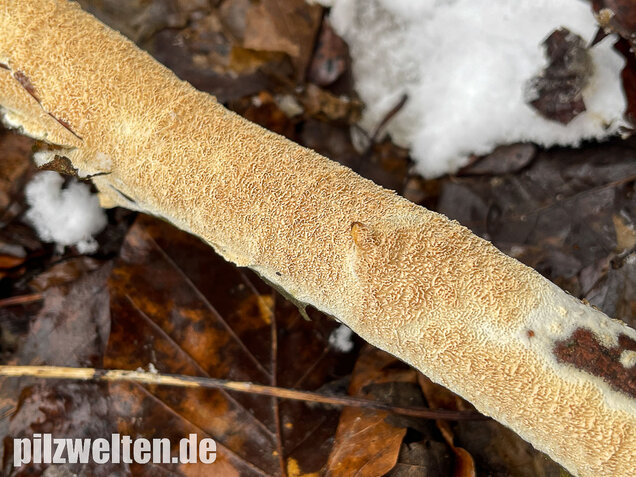 Veränderlicher Spaltporling, Schizopora paradoxa