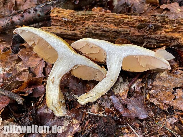 Violettblättriger Schleimfuß, Cortinarius delibutus