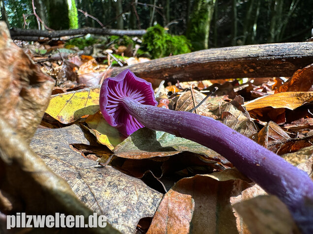 Violetter Lacktrichterling, Laccaria amethystina