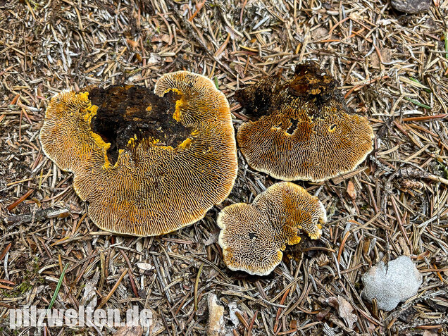 Zaunblättling, Gloeophyllum sepiarium