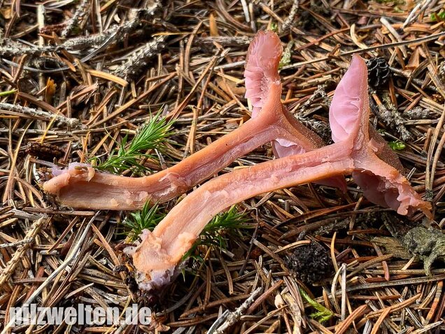 Zweifarbiger Lacktrichterling, Laccaria bicolor