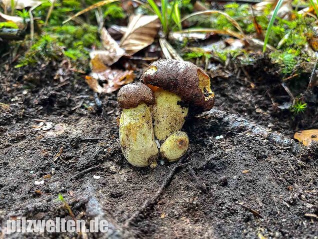 Anhängselröhrling, Butyriboletus appendiculatus