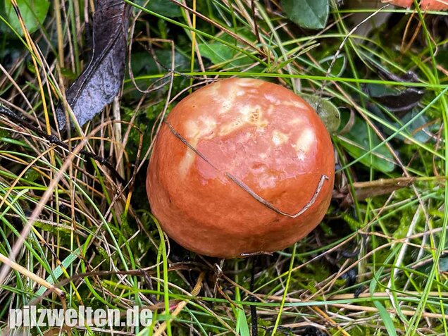 Apfeltäubling, Russula paludosa