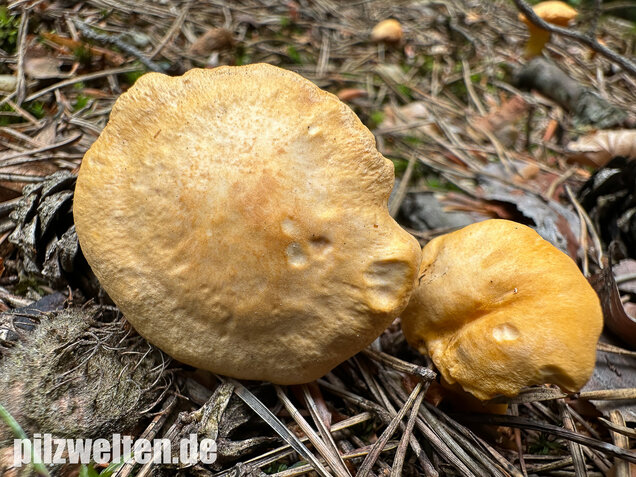 Bereifter Pfifferling, Blasser Nadelwaldpfifferling, Cantharellus subpruinosus