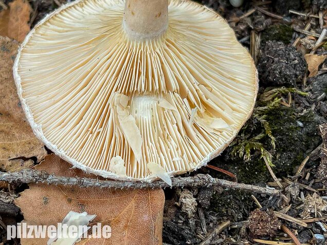 Blasser Birkenmilchling, Lactarius pubescens