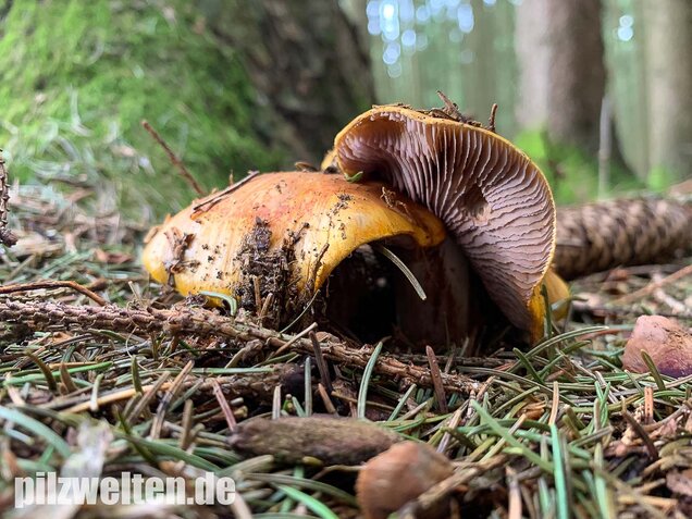 Blaublättriger Klumpfuß, Cortinarius callochrous
