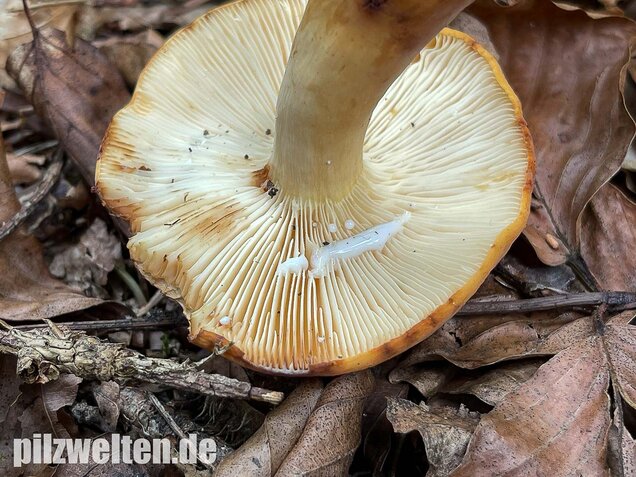 Milchbrätling, Lactifluus volemus