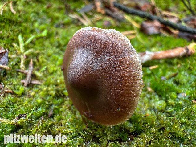 Duftender Gürtelfuß, Pelargoniengürtelfuß, Cortinarius flexipes