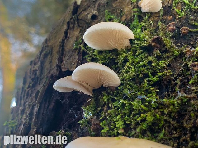 Gallertfleischiges Stummelfüßchen, Crepidotus mollis