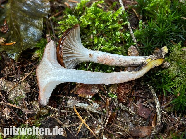 Gefleckter Gelbfuß, Gomphidius maculatus