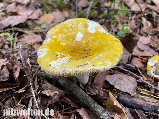 Gelber Graustieltäubling, Russula claroflava