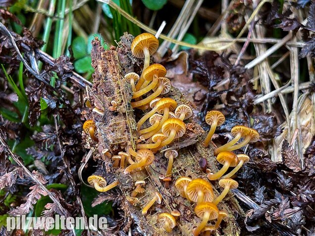 Geselliger Glöckchennabeling, Xeromphalina campanella