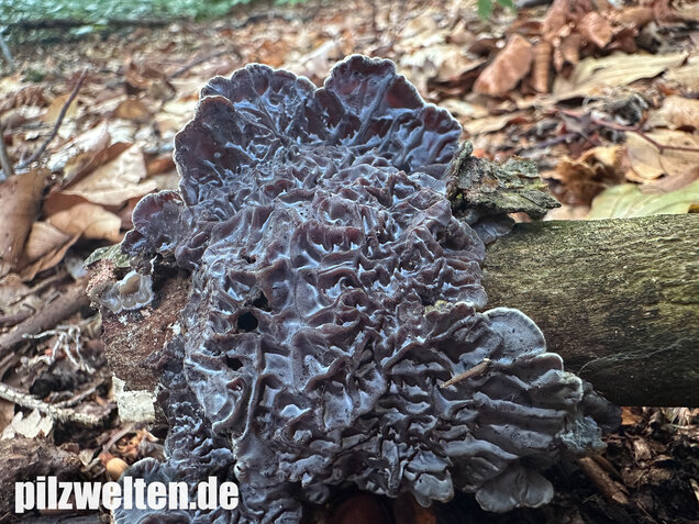 Gezonter Ohrlappenpilz,  Auricularia mesenterica