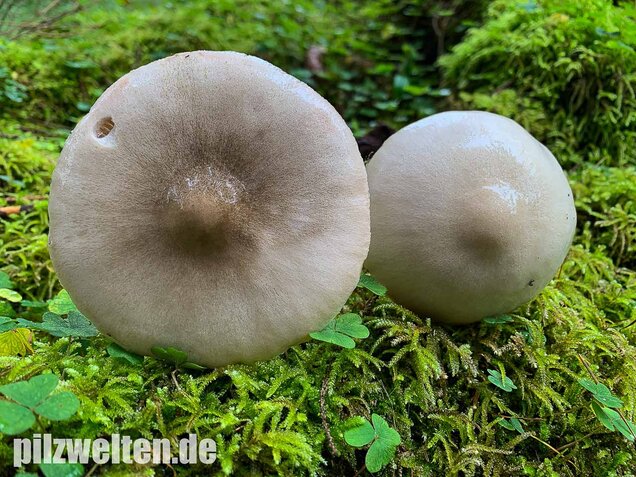 Großer Scheidling, Volvopluteus gloiocephalus