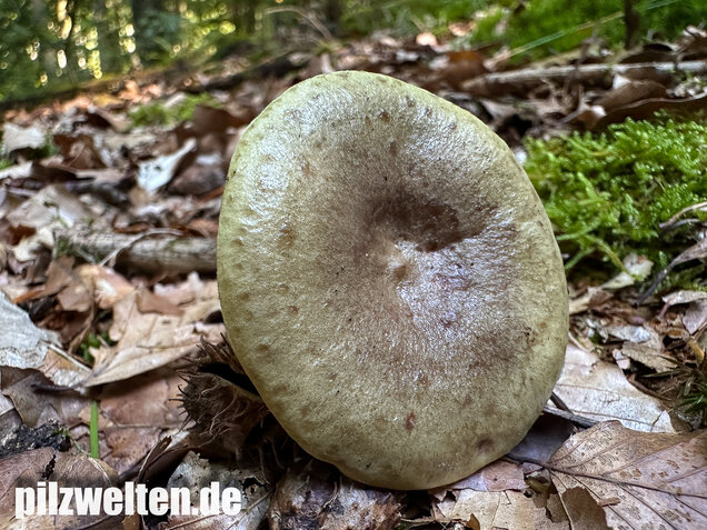 Graugrüner Milchling, Lactarius blennius