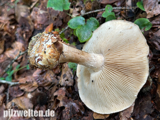 Knolliger Schleierritterling, Leucocortinarius bulbiger