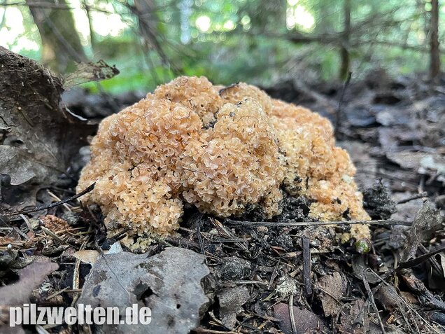 Krause Glucke, Sparassis crispa