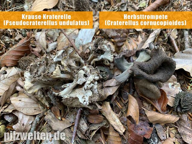 Krause Kraterelle, Craterellus undulatus