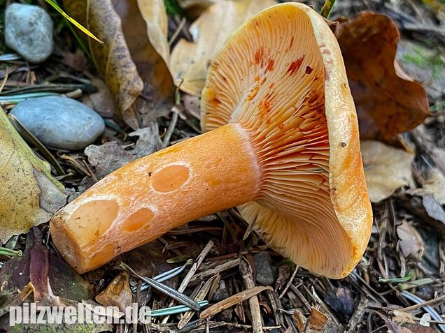 Lachsreizker, Lactarius salmonicolor