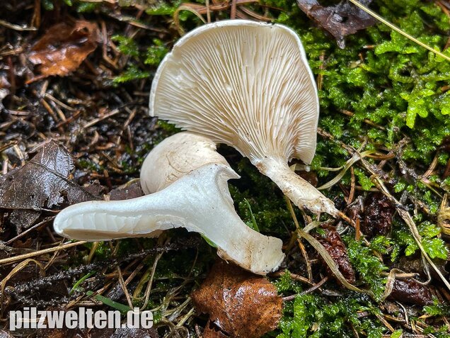 Mehlräsling, Clitopilus prunulus