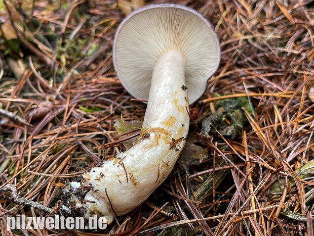 Nordischer Milchling, Lactarius trivialis