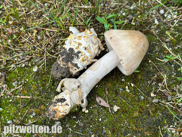 Ockergrauer Scheidenstreifling, Ockergrauer Riesenstreifling, Amanita lividopallescens