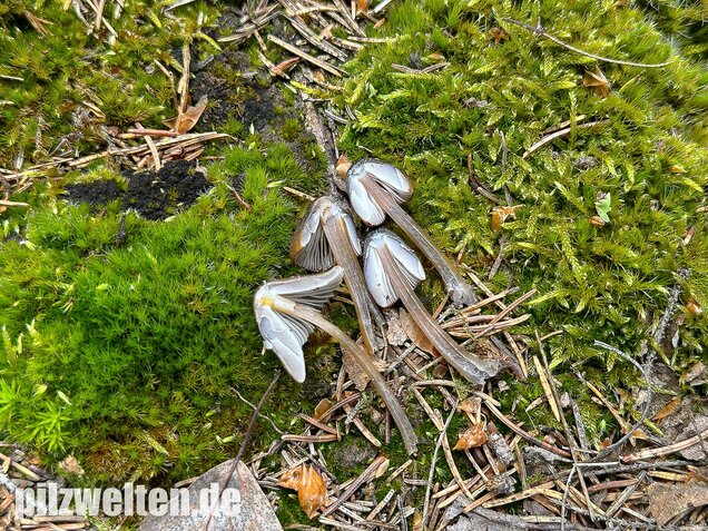 Grünschneidiger Helmling, Mycena viridimarginata