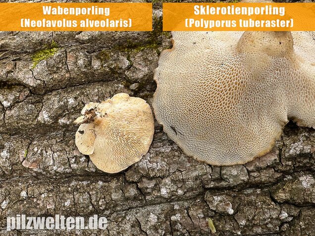 Sklerotienporling, Polyporus tuberaster