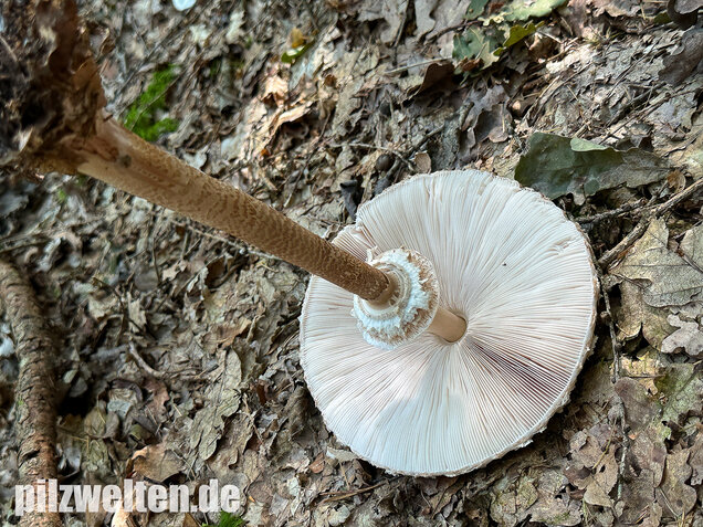 Riesenschirmling, Parasol, Macrolepiota procera