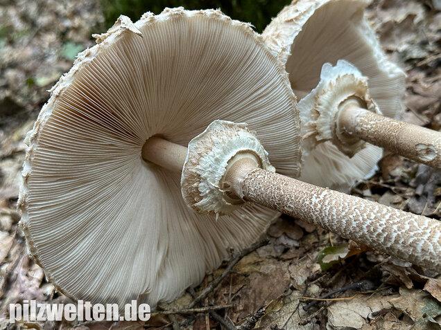Riesenschirmling, Parasol, Macrolepiota procera