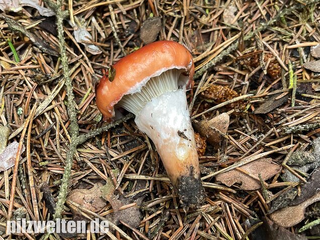 Rosenroter Gelbfuß, Gomphidius roseus