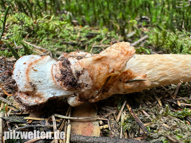 Rotbrauner Scheidenstreifling, Amanita fulva