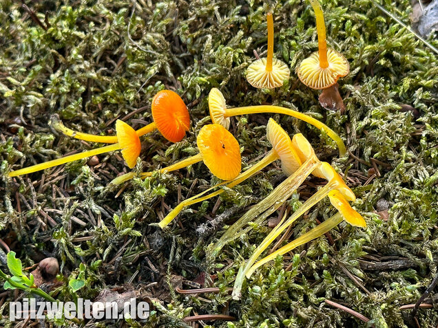 Schleimfußsaftling, Klebriger Saftling, Hygrocybe glutinipes