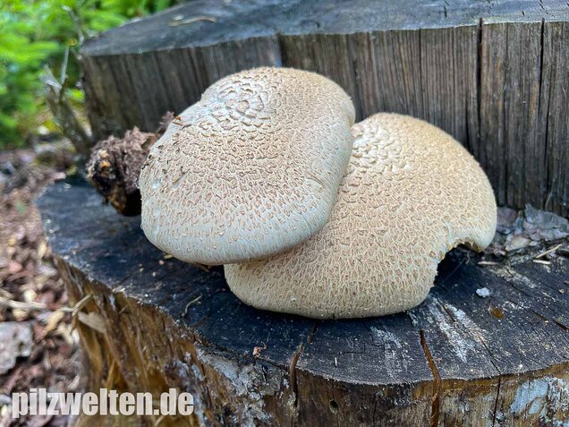 Schuppiger Sägeblättling, Neolentinus lepideus