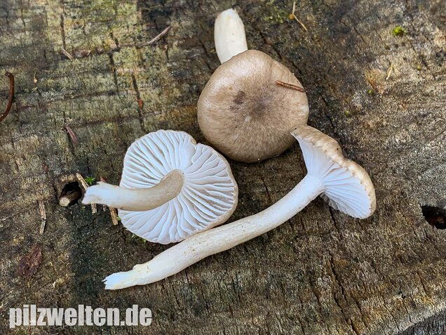 Schwarzpunktierter Schneckling, Hygrophorus pustulatus