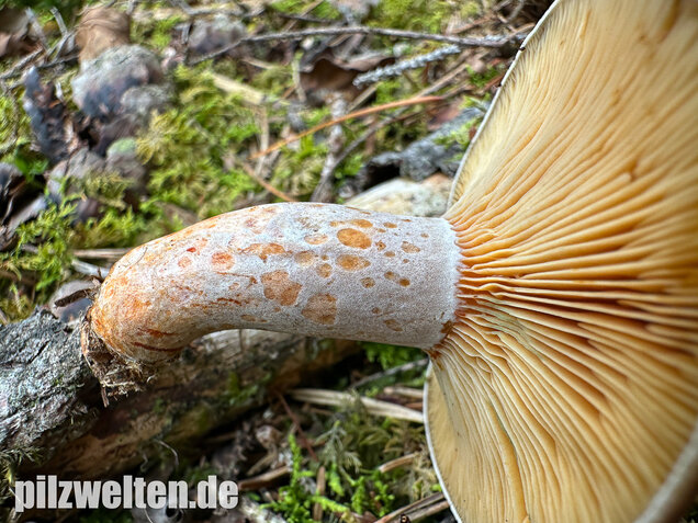 Wechselblauer Edelreizker, Lactarius quieticolor