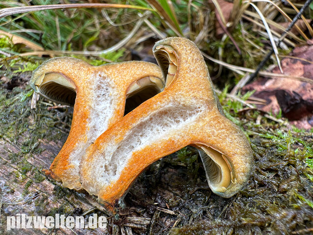 Wechselblauer Edelreizker, Lactarius quieticolor
