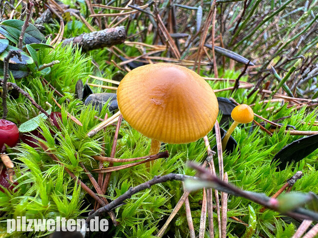 Gesäumter Häubling, Moorhäubling, Galerina paludosa