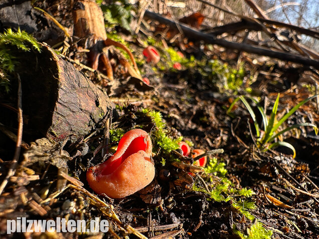 Scharlachroter Kelchbecherling, Österreichischer Prachtbecherling, Sarcoscypha austriaca & coccinea