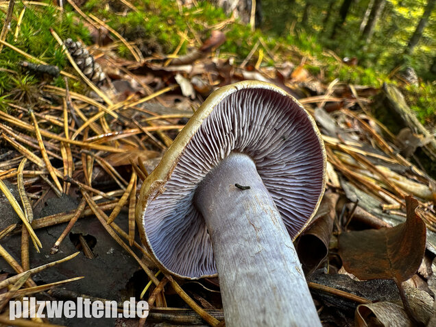 Zyanblättriger Klumpfuß, Cyanblättriger Klumpfuss, Thaxterogaster fulvo-ochrascens