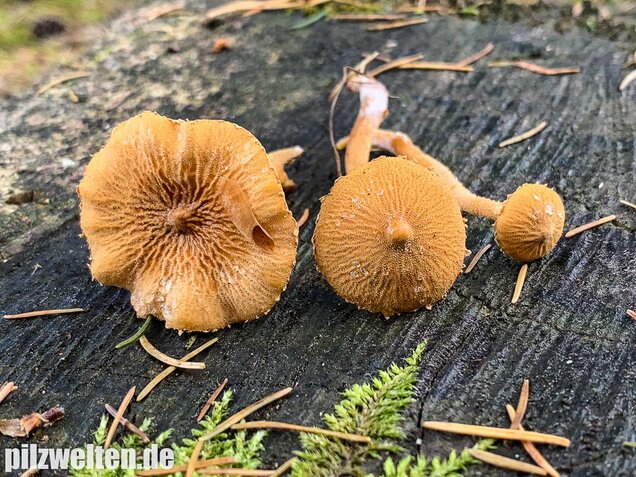 Amiant-Körnchenschirmling, Cystoderma amianthinum